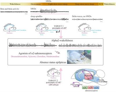 Adrenergic mechanisms of absence status epilepticus